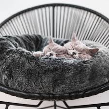 Katzen Bett